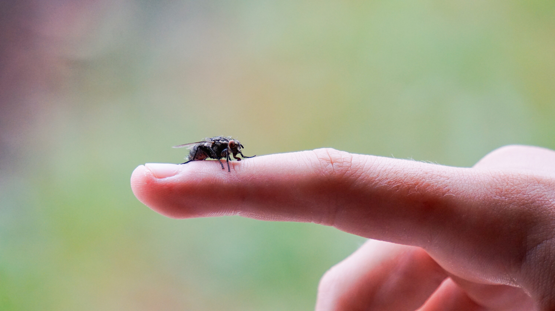 Die freundliche Fliege