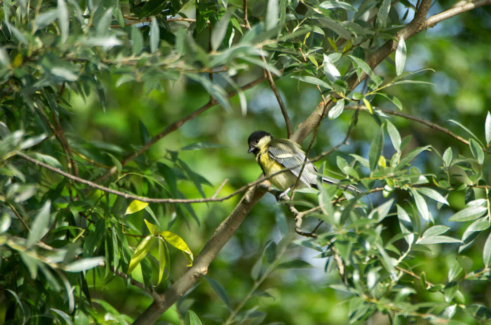 Die freundliche Kohlmeise (Parus Major)