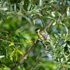 Die freundliche Kohlmeise (Parus Major)