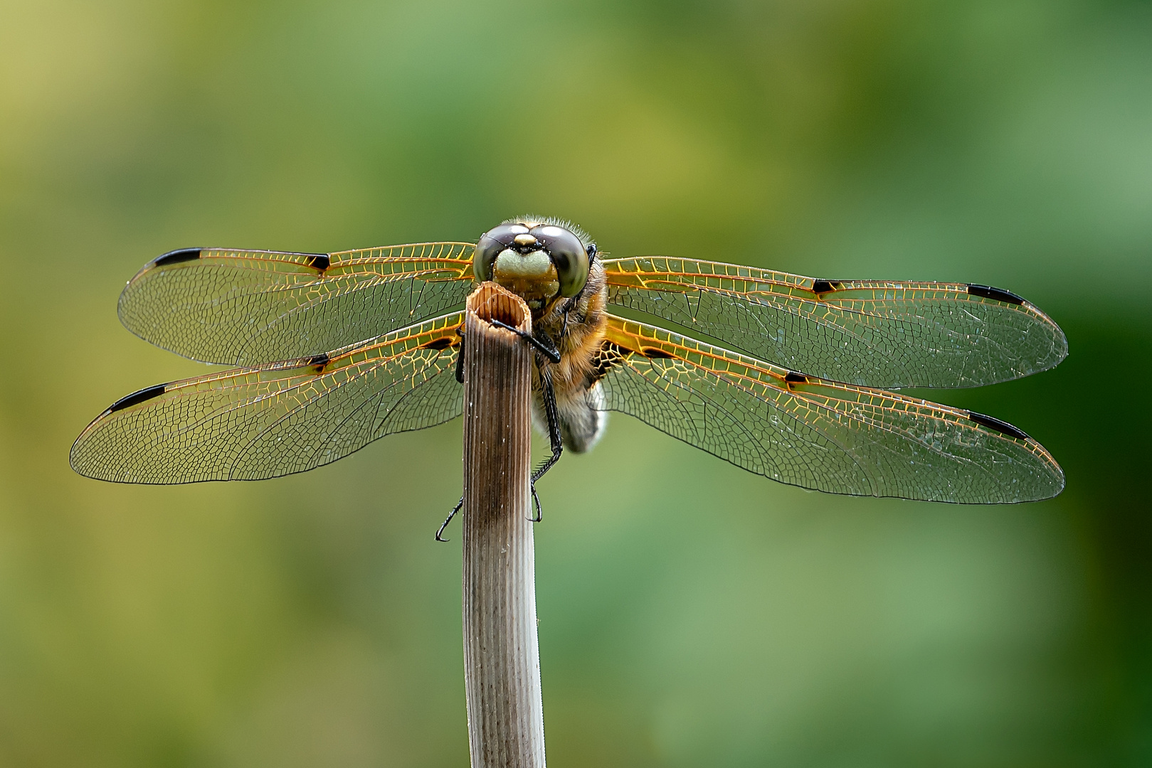 Die freundliche Libelle