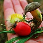 Die freundliche Raupe aus dem Wald