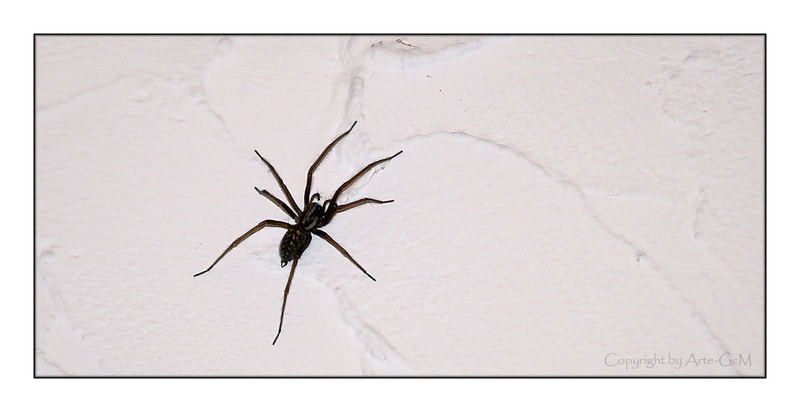 Die freundliche Spinne im Haus