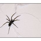Die freundliche Spinne im Haus