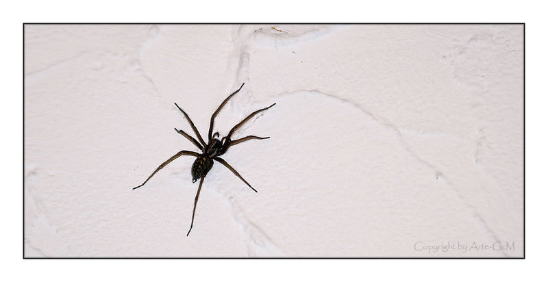 Die Freundliche Spinne Im Haus Foto Bild Tiere Wildlife