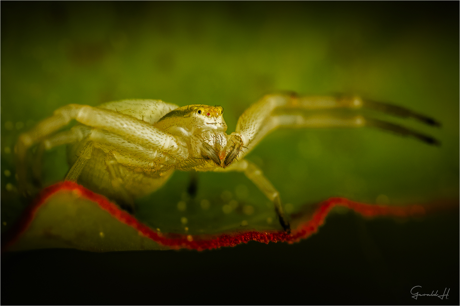 Die freundliche Spinne - in meinem Garten