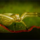 Die freundliche Spinne - in meinem Garten