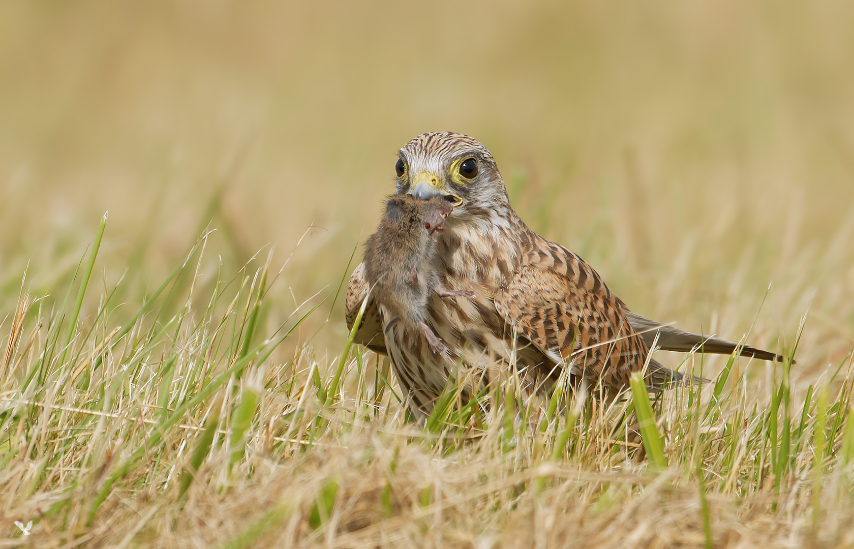 Die freundliche Turmfalken Dame (Falco tinnunculus) (2) ...