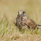 Die freundliche Turmfalken Dame (Falco tinnunculus) (2) ...