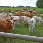 die freundlichen Kühe an der Nuthe