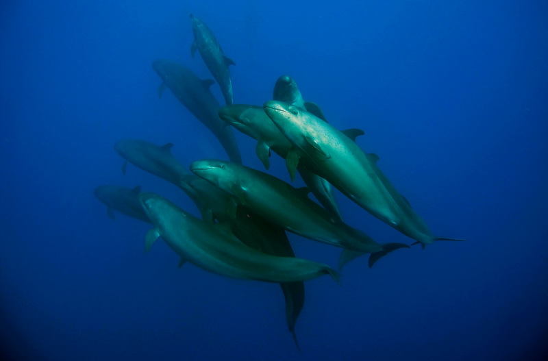 Die freundlichsten Mantas und Delfine weltweit im Socorro Archipel, Mexiko