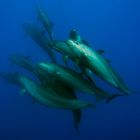 Die freundlichsten Mantas und Delfine weltweit im Socorro Archipel, Mexiko