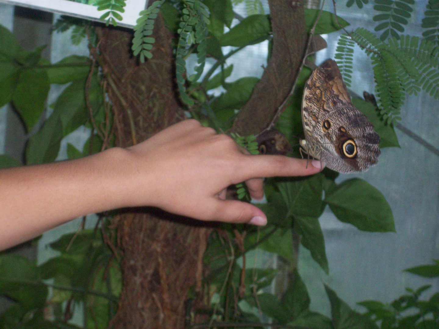 Die Freundschaft mit einem Schmetterling