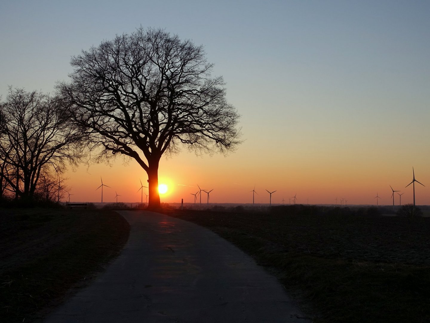 Die Friedenseiche