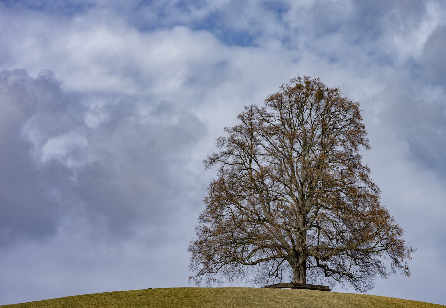 Die Friedenslinde 