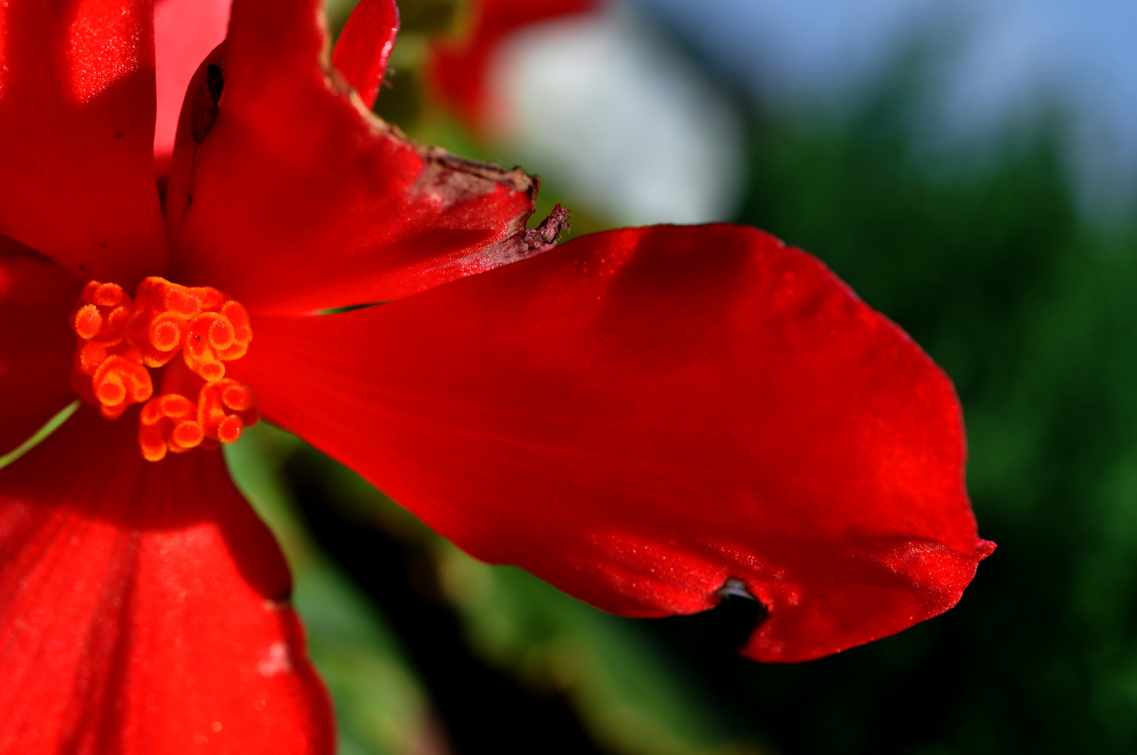 Die Friedhofsblume.