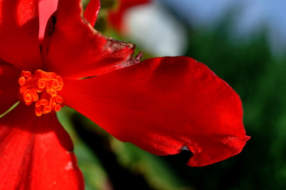 Die Friedhofsblume.