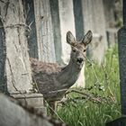 Die Friedhofsruhe ist vorbei...