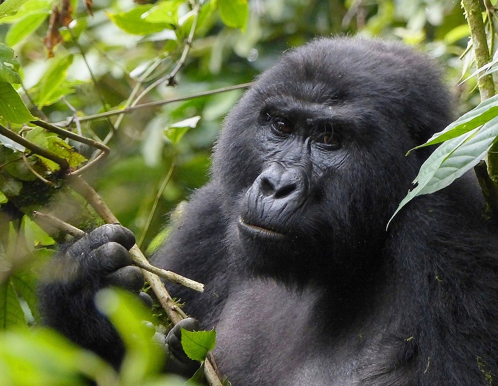 Die friedlichen Riesen - Uganda - Ruanda