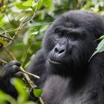 Die friedlichen Riesen - Uganda - Ruanda