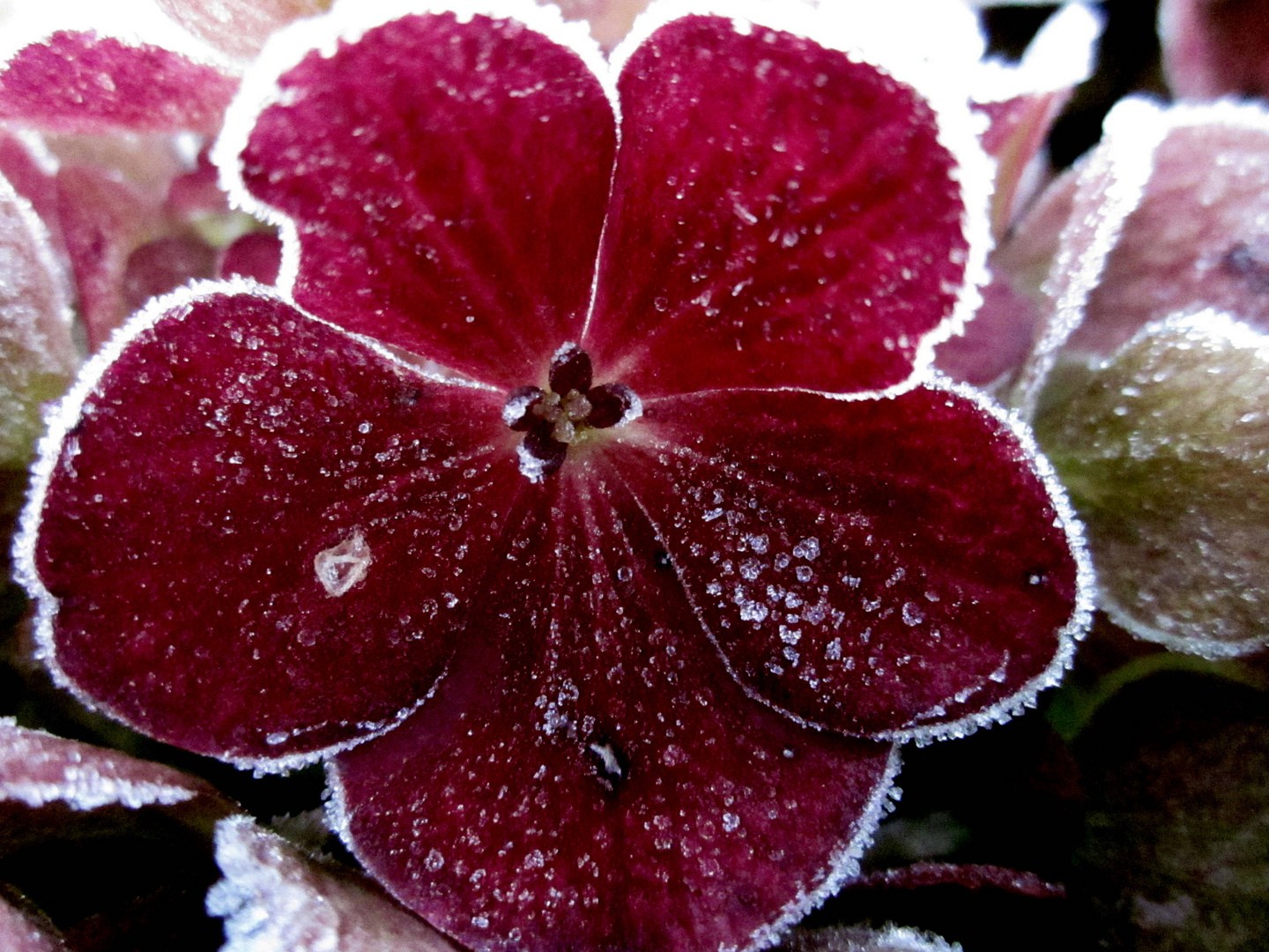 die frierende Hortensie.