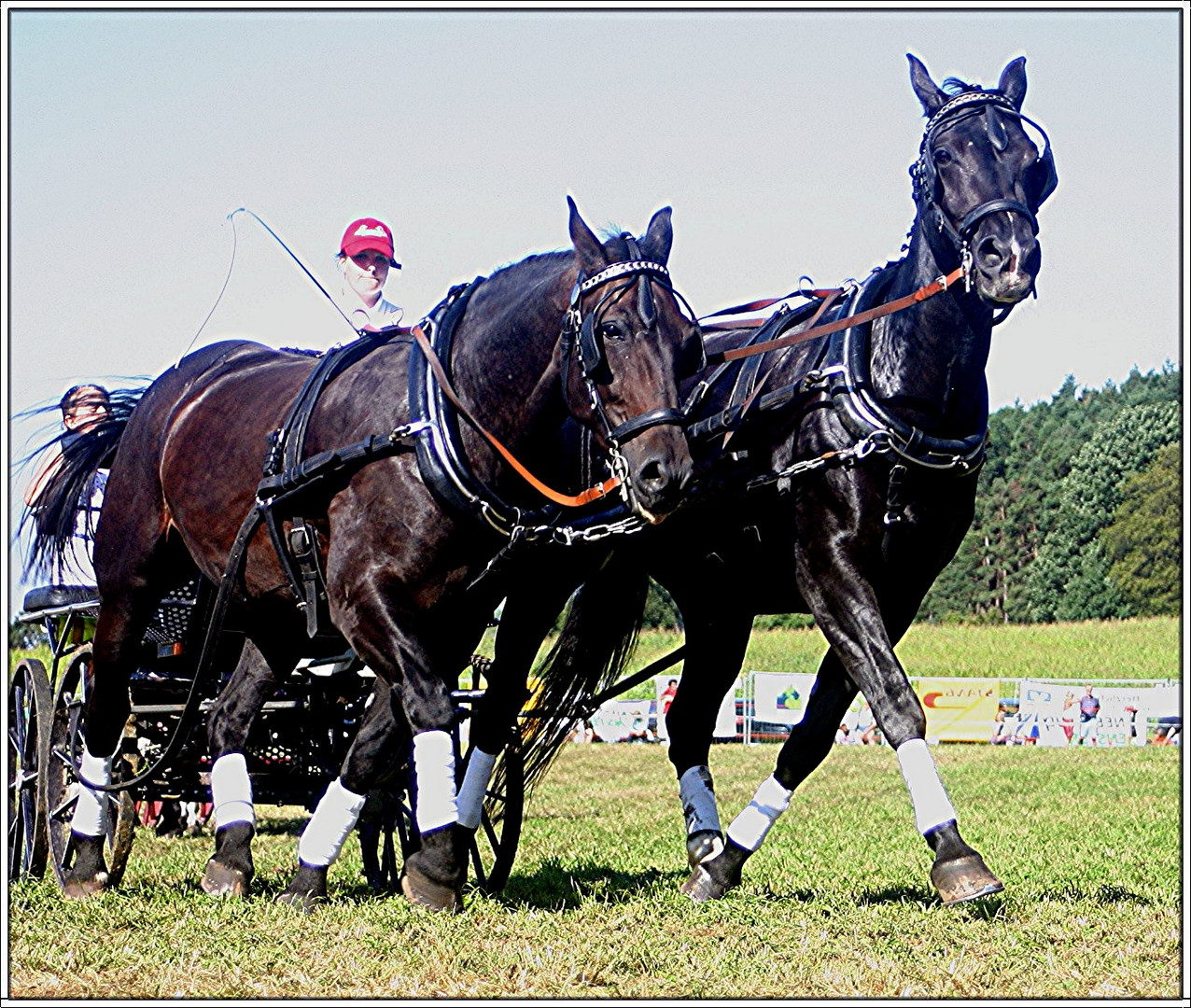 Die Friesen rennen... Foto & Bild sport, sport mit tieren, pferdesport Bilder auf