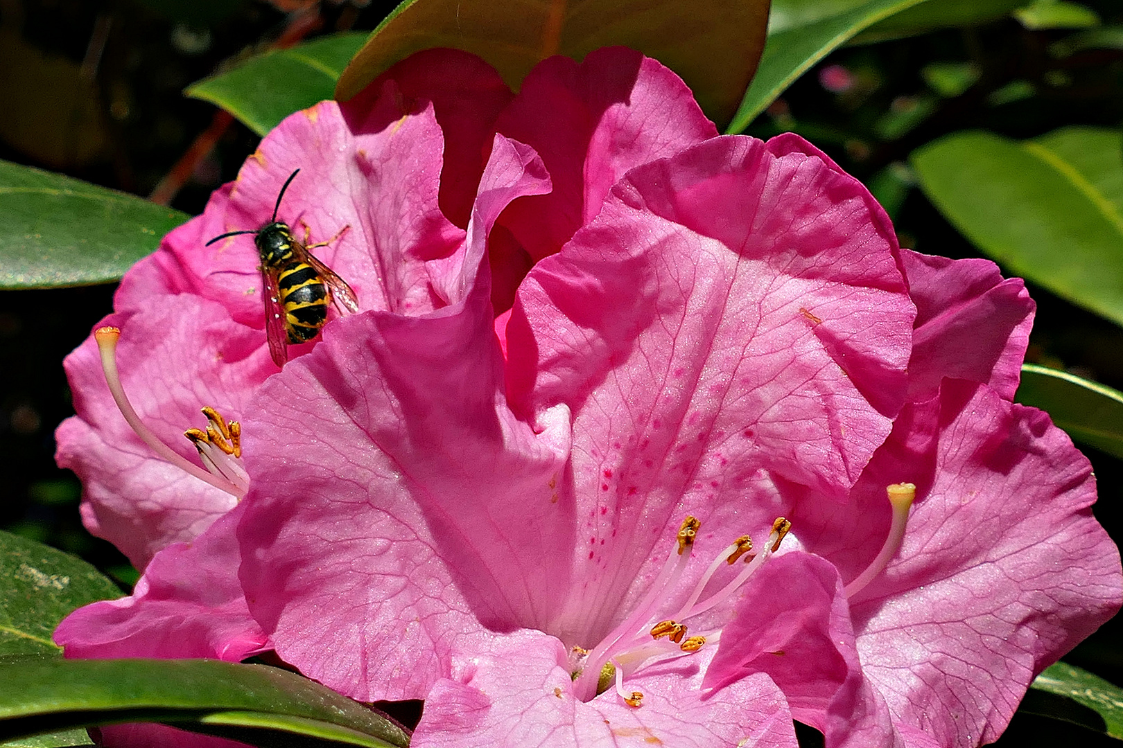 Die frisch aufgeblühte Rhododendronblüte . . .