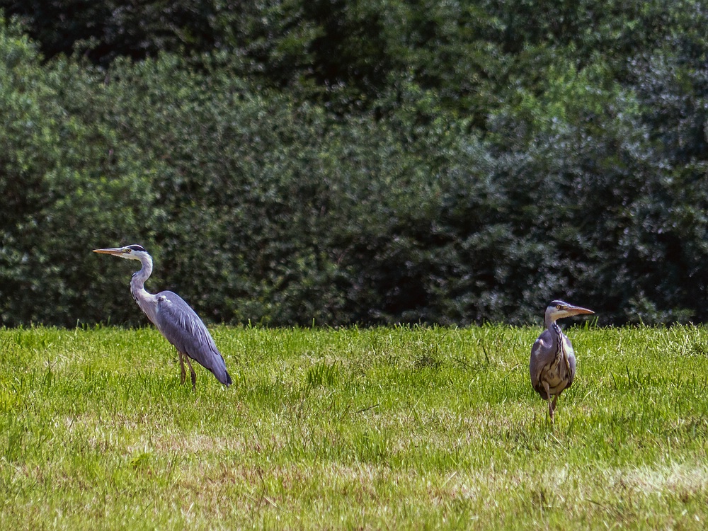 Die frisch gemähte Wiese lockt die Reiher