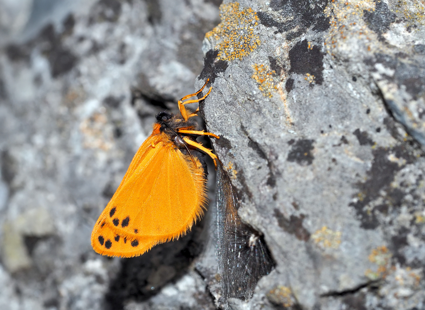 Die frisch geschlüpfte Setina aurita an einer grossen Felswand! * - Une petite beauté fragile!