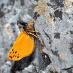 Die frisch geschlüpfte Setina aurita an einer grossen Felswand! * - Une petite beauté fragile!