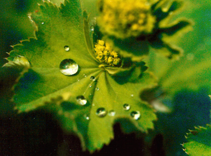 die frische nach dem regen