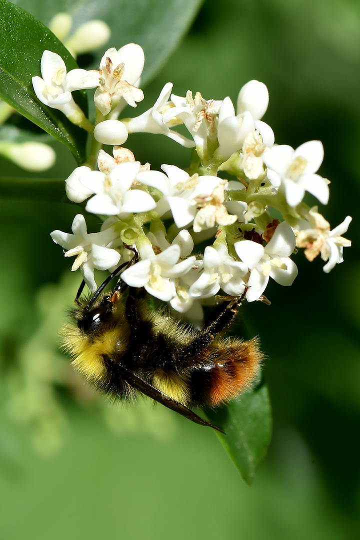 Die Frisur sitzt Foto & Bild | makro, natur, insekten Bilder auf