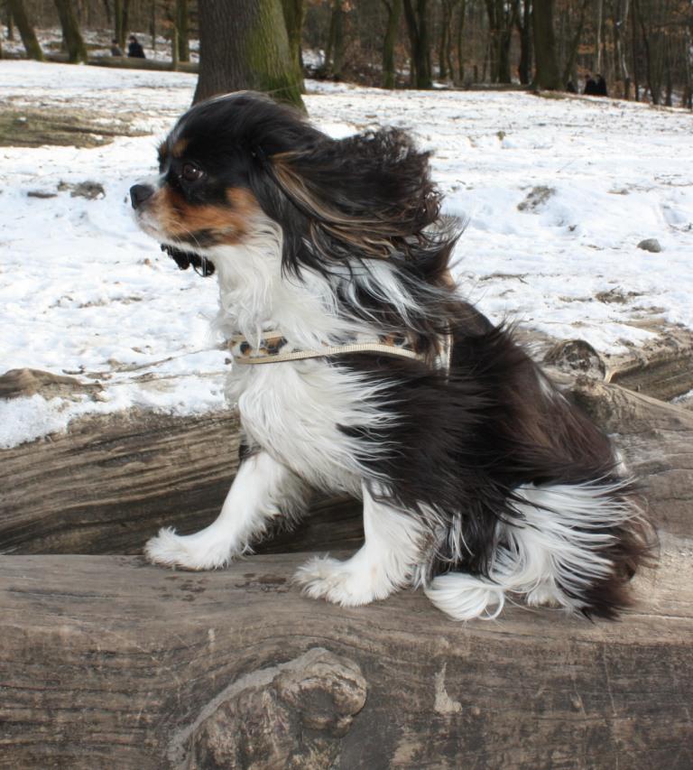 die Frisur sitzt beim King Charles Spaniel