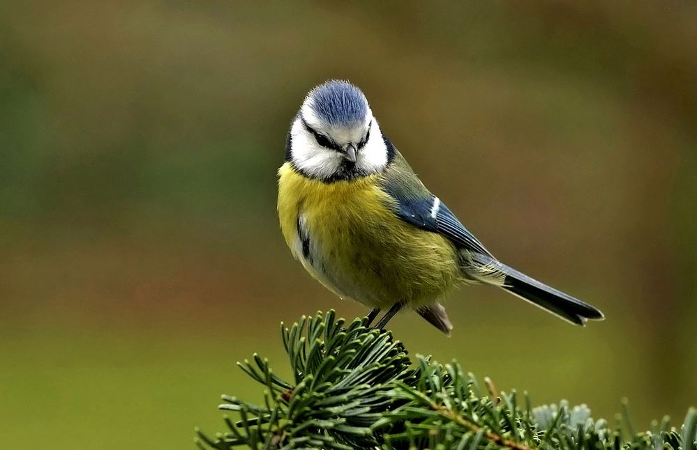  Die Frisur sitzt Foto & Bild 