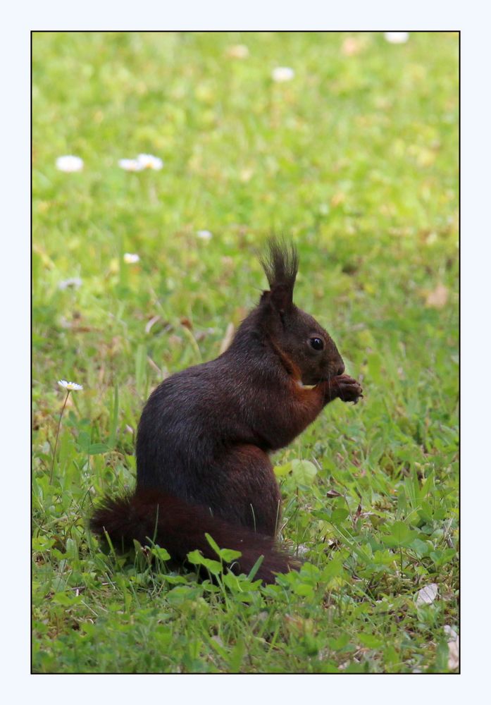 Die Frisur sitzt, das Eichhörnchen auch