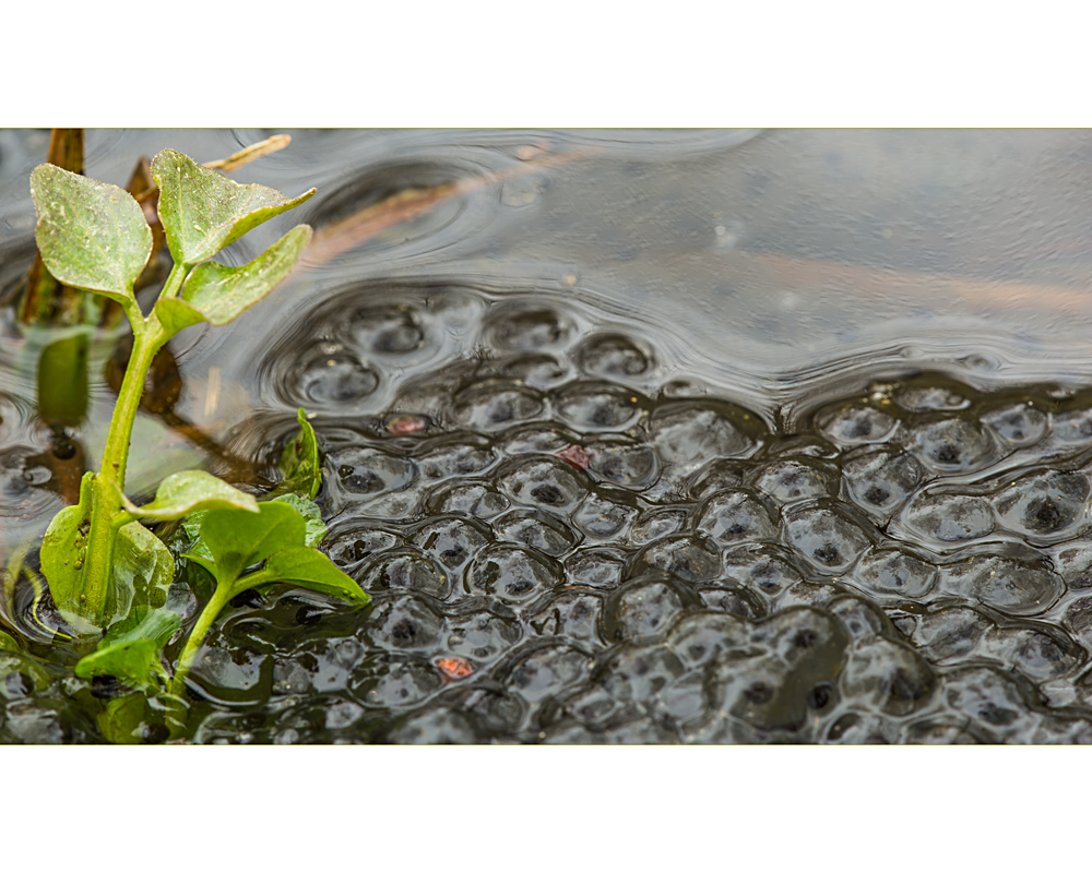 Die Frosche Haben Gelaicht Foto Bild Tiere Wildlife