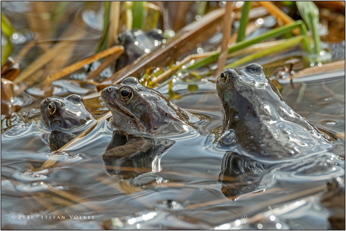 Die Frosche Laichen Foto Bild Tiere Wildlife Wildlife