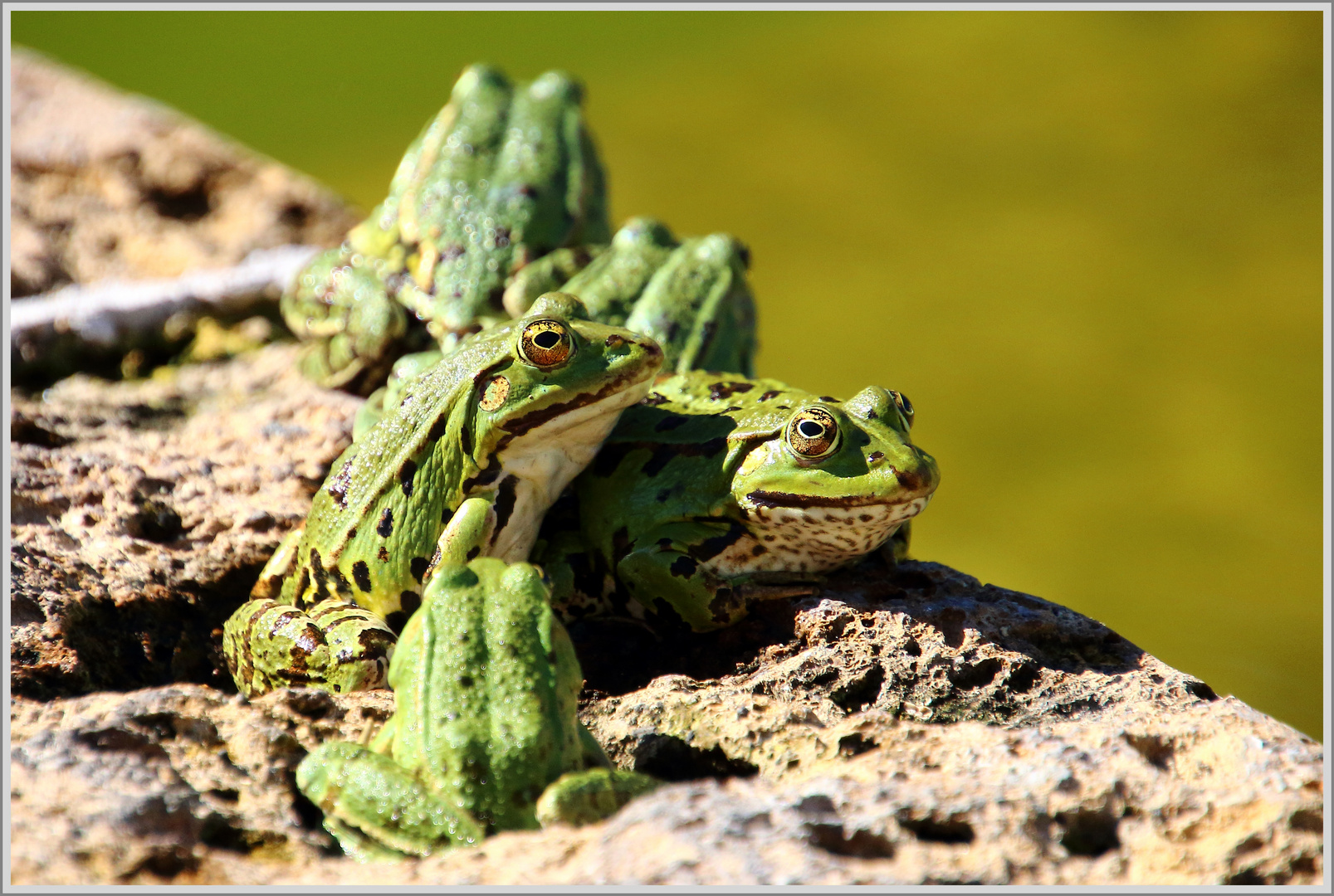 Die Frosch-Gang, das "richtige" Bild