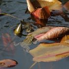 Die Frosche im Teich