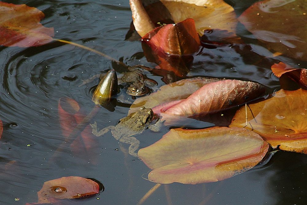 Die Frosche im Teich