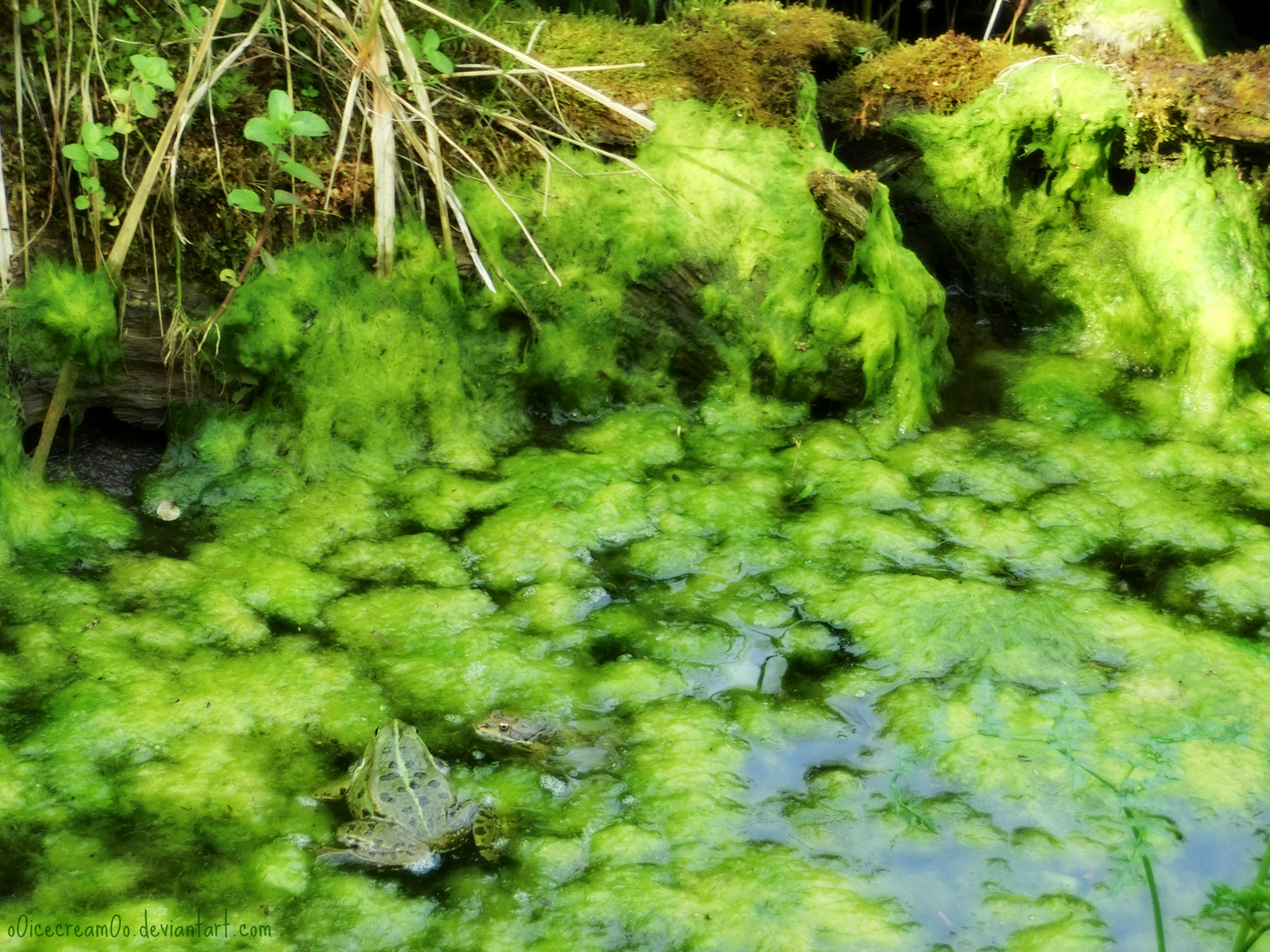 Die Froschteich-Brüder