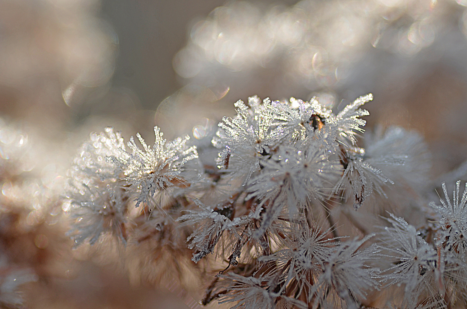 Die Frostlichtspiele...