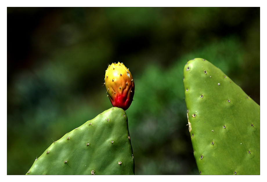 Die Frucht