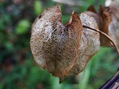 Die Frucht der Giftbeere (Nicandra physalodes)