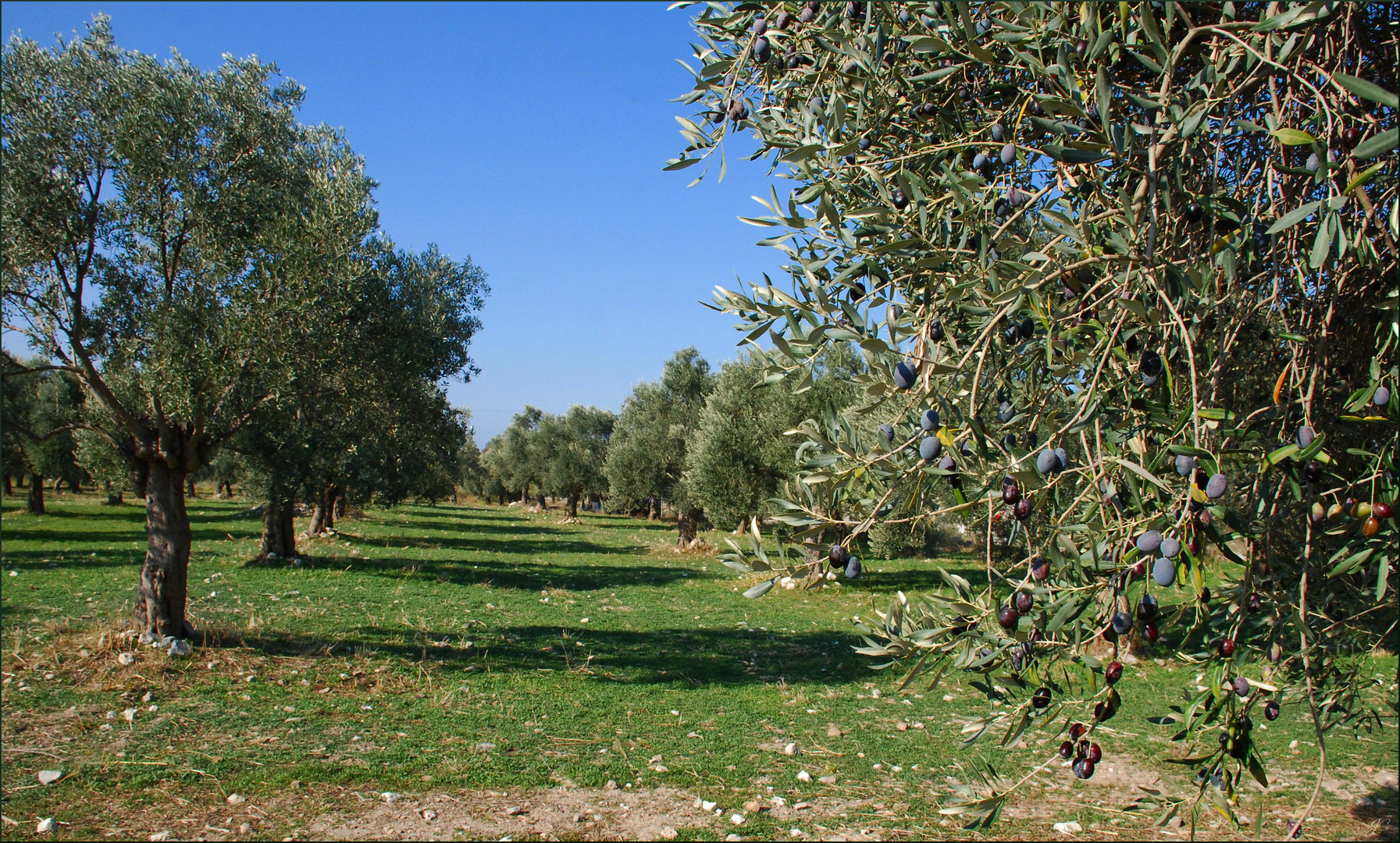 Die Frucht der Götter