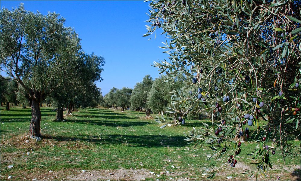 Die Frucht der Götter