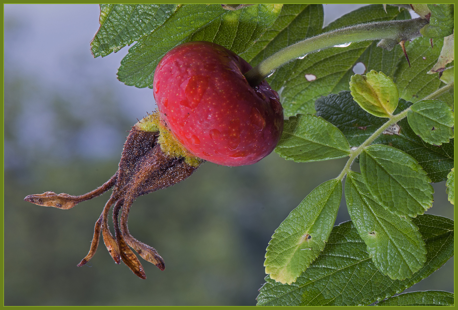 Die Frucht der Heckenrose 2