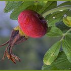 Die Frucht der Heckenrose 2