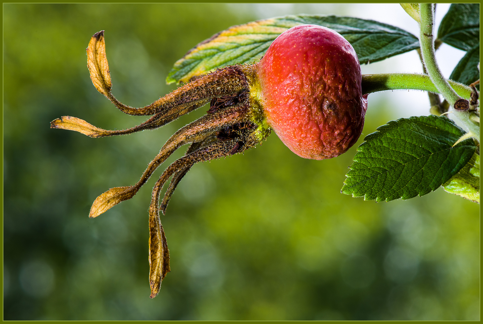 Die Frucht der Heckenrose