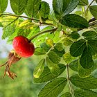 Die Frucht der Heckenrose