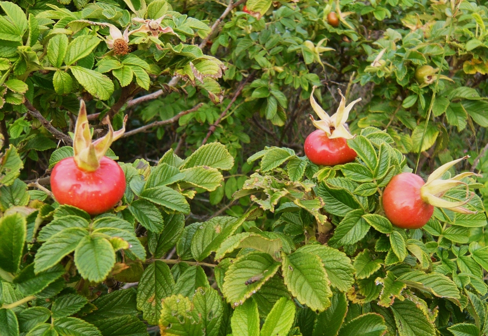 ... die Frucht der Rose